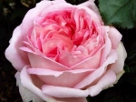 Роза чайно-гибридная МИРИАМ