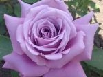 Роза чайно-гибридная МАЙЗЕР