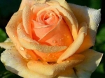 Роза чайно-гибридная ГЕЙША