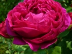 Роза чайно-гибридная АСКОТ 