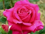 Роза чайно-гибридная ШАКИРА