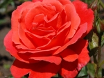 Роза чайно-гибридная АНЖЕЛИКА