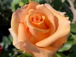 Роза чайно-гибридная ВЕРСИЛИЯ