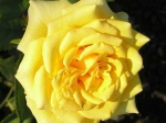 Роза чайно-гибридная ЛАНДОРА