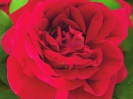 Роза чайно-гибридная КАРАВЕЛЛА 