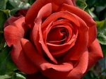 Роза чайно-гибридная ТЕРРАКОТА 