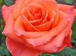 Роза чайно-гибридная ВАУ