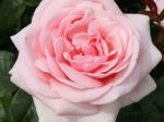 Роза чайно-гибридная АФРОДИТА