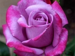 Роза чайно-гибридная ПАРАДИЗ