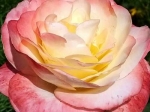 Роза чайно-гибридная БЕЛЛА ПЕРЛА